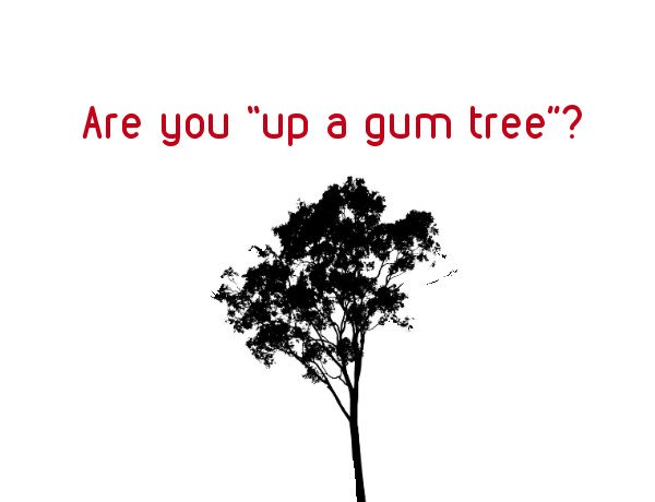 up a gum tree